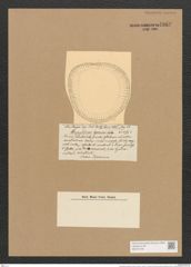 Campylodiscus japonicus Castr. (de-Toni-Nr.: Genus 57, Species 2470) Zeichnungen Sammlung Grunow Nr. 4969 (NHMW-BOT-W0373198)